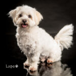 Hundeportrait im Studio - 'Lupo'